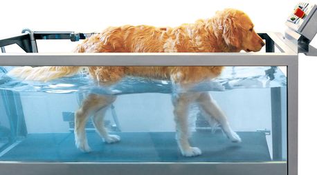 Hund im Unterwasserlaufband