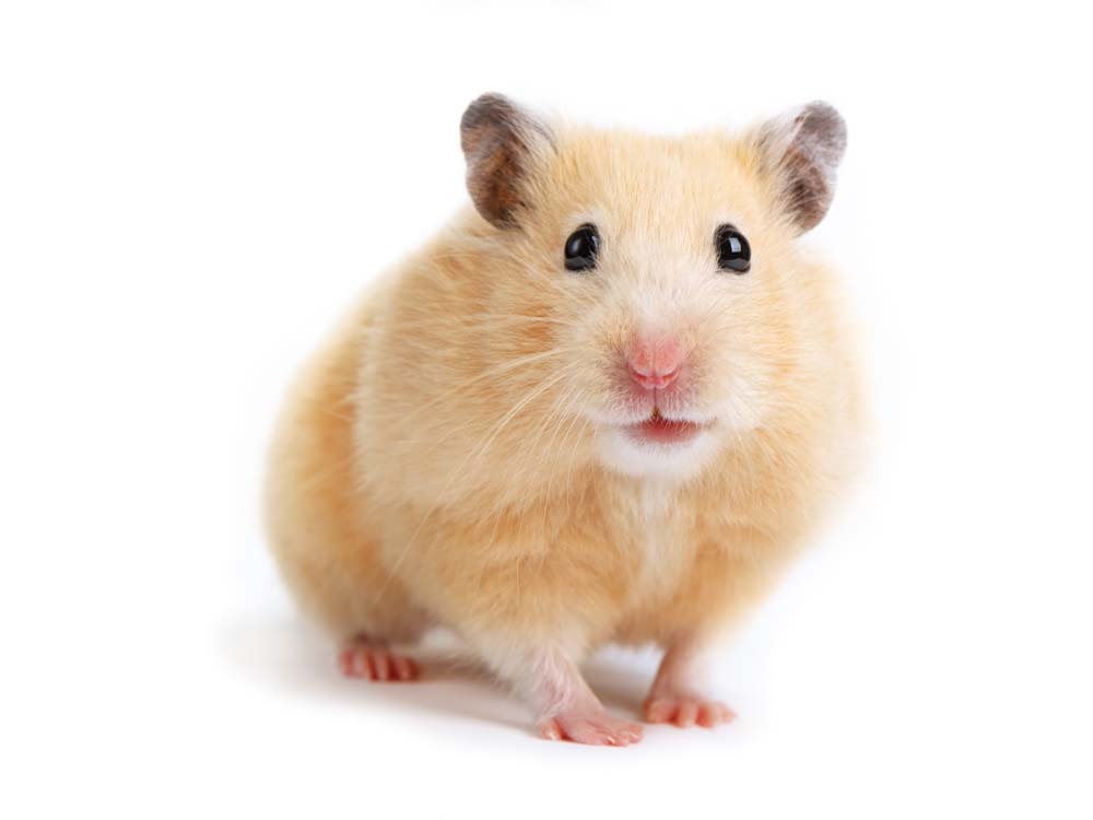 Hamster