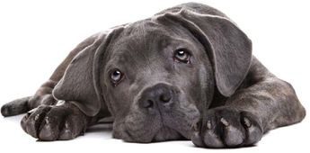 Hund