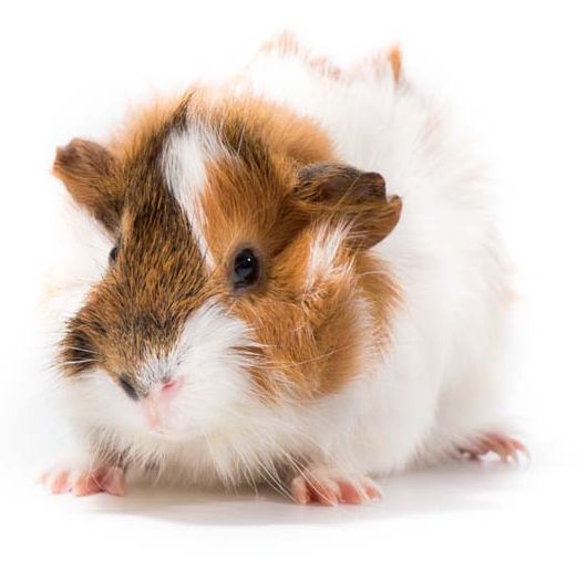 Meerschweinchen