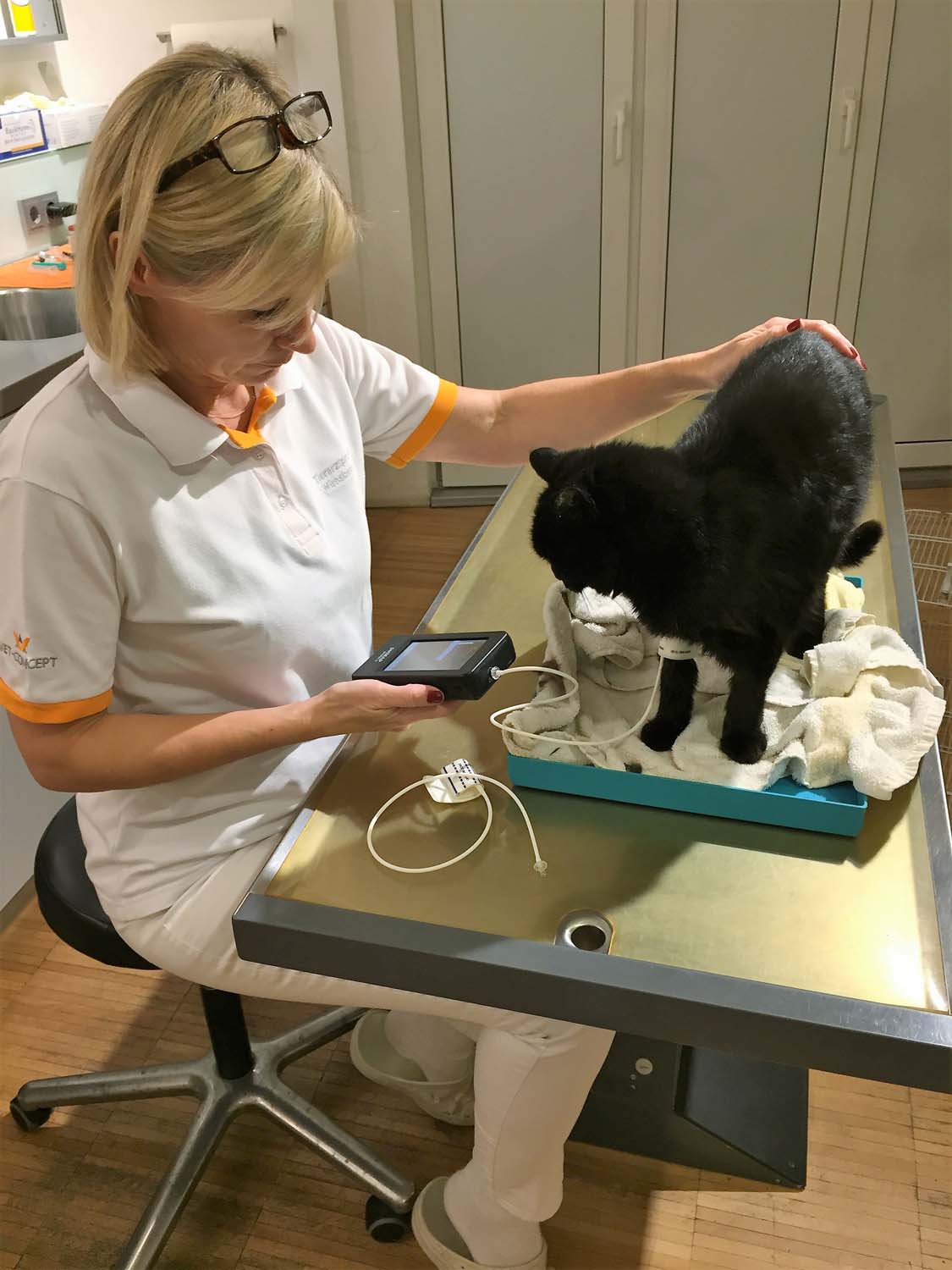 Blutdruckmessung bei Katze